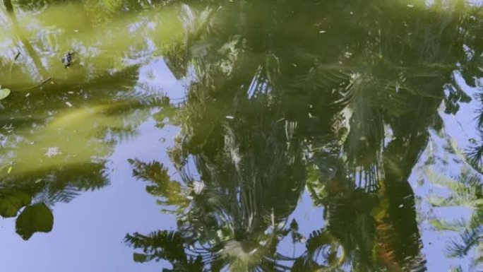 池塘里有大量彩色锦鲤。