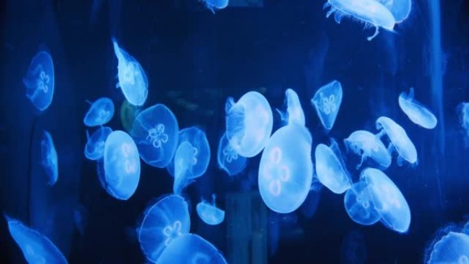 荧光水母在水下发光，暗氖动态脉动紫外线模糊背景。幻想催眠神秘舞蹈。生动的磷光宇宙美杜莎舞蹈。