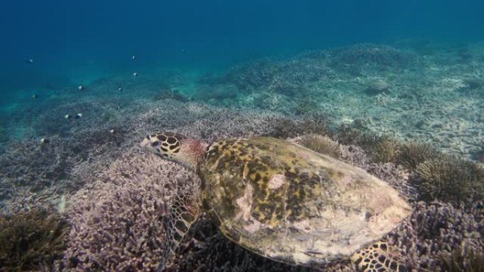 暗礁附近海洋生物的水下视图