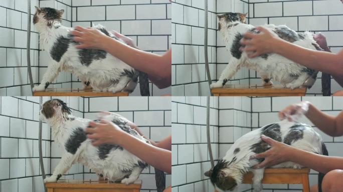 一个女人在带淋浴的厕所里为她的苏格兰折叠猫洗澡。