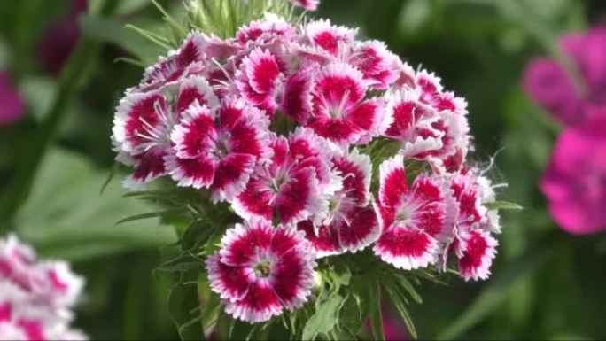 土耳其康乃馨花 (拉丁语.Dianthus barbatus)