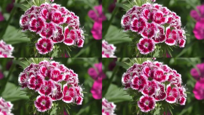 土耳其康乃馨花 (拉丁语.Dianthus barbatus)