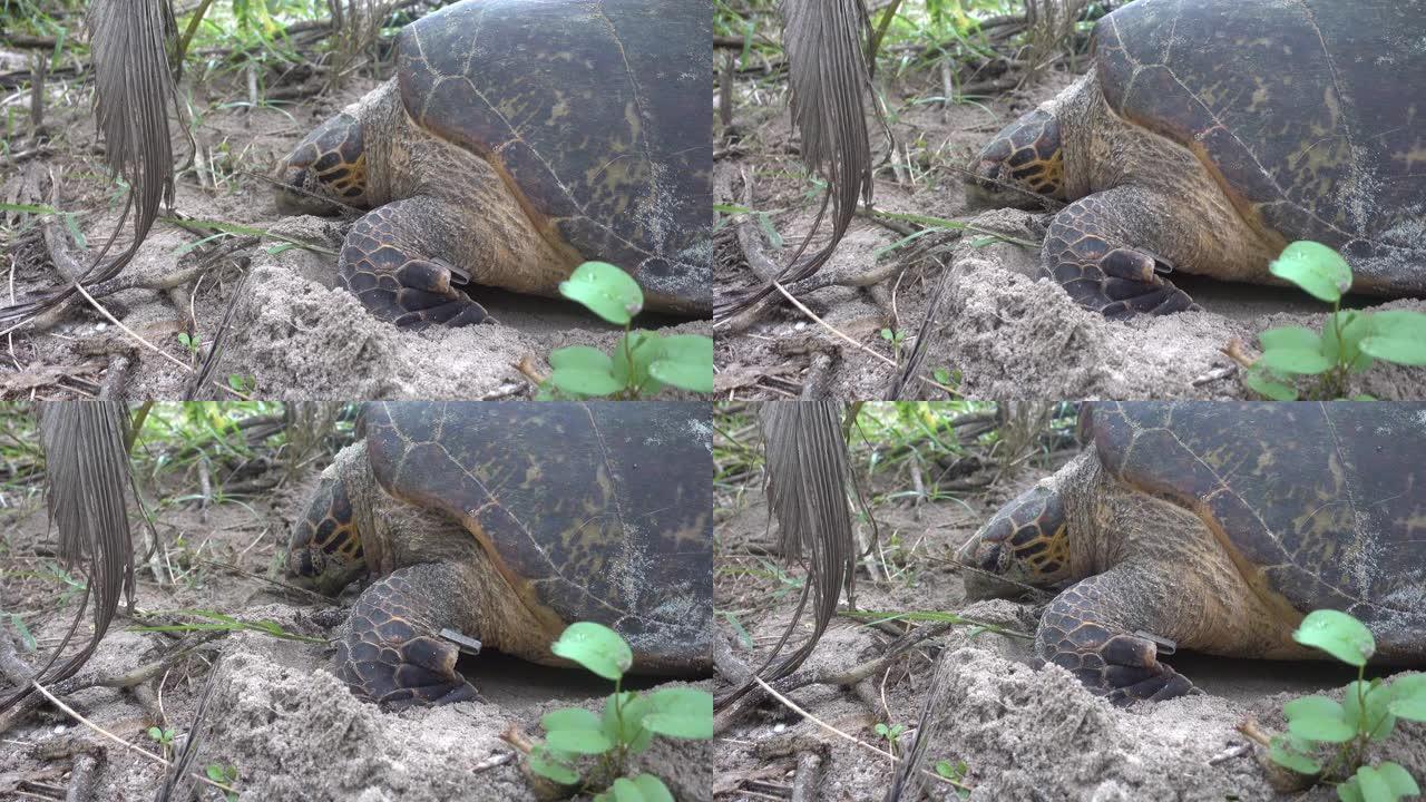 在沙质灌木丛中拍摄一只老海龟的特写镜头