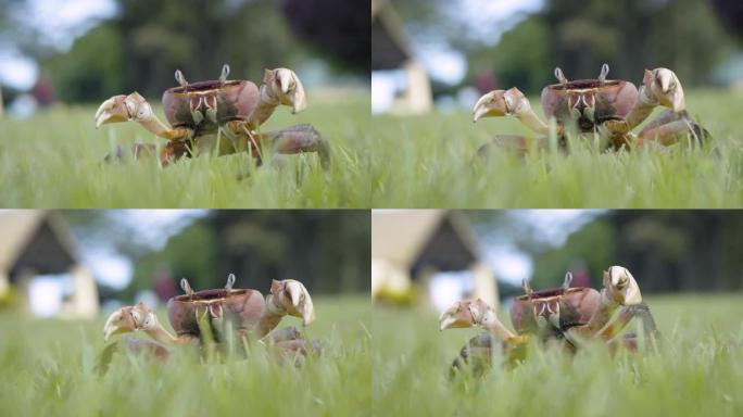 小红蟹横穿草地宣传片实拍视频素材