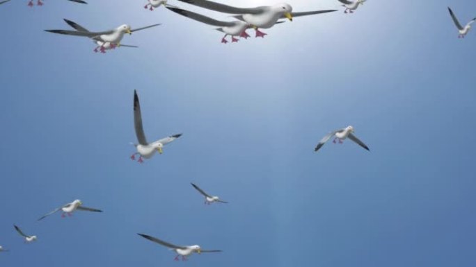 一群海鸥的背景一群信鸽在空中盘旋。