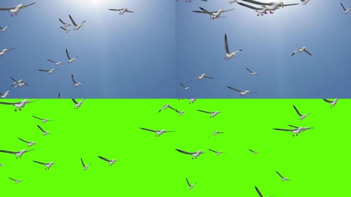 一群海鸥的背景一群信鸽在空中盘旋。
