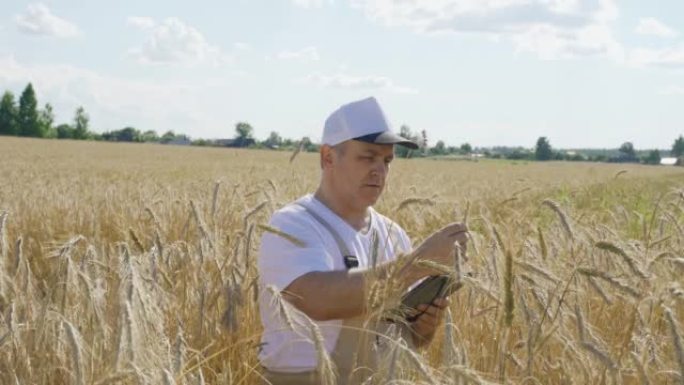 农民控制小麦生长的质量，在数字平板电脑中记录数据。