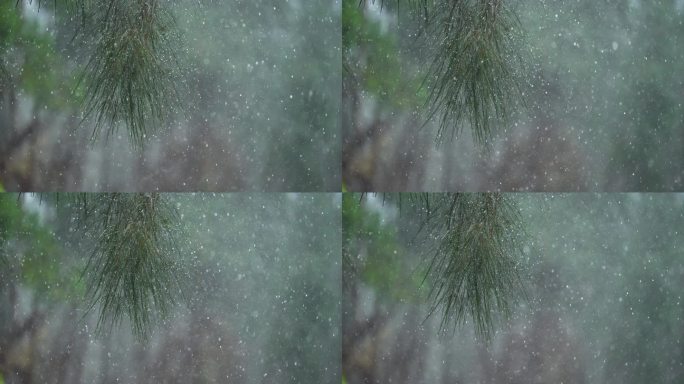 绿树雨滴