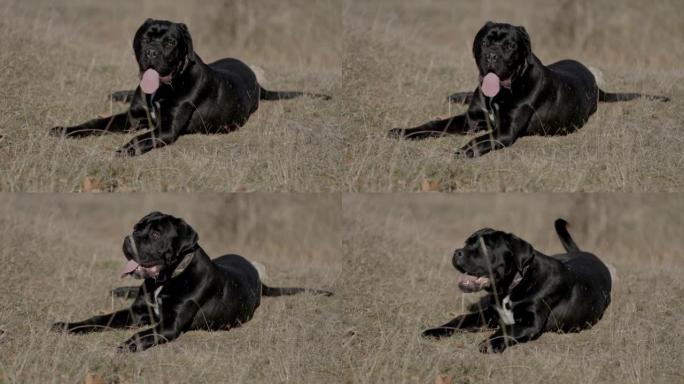 美丽的意大利mast小狗躺在外面的草地上，伸出舌头，气喘吁吁地站起来