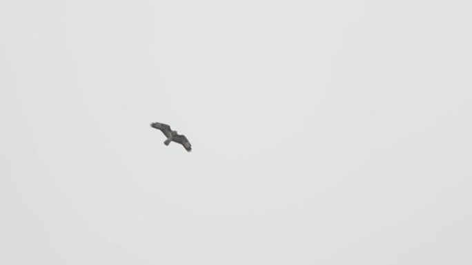 猎鹰在白色天空飞行中的慢动作镜头