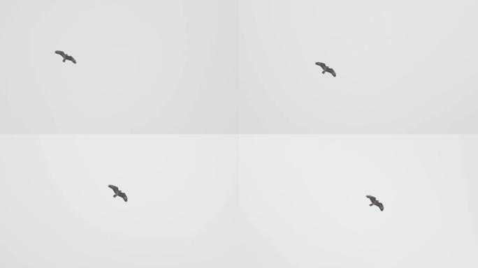 猎鹰在白色天空飞行中的慢动作镜头