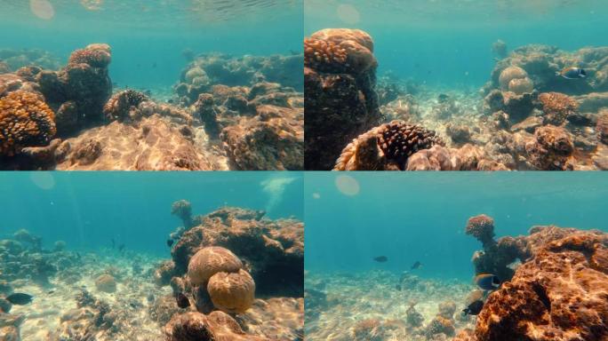 沿着礁石床与鱼一起游泳的水下射击
