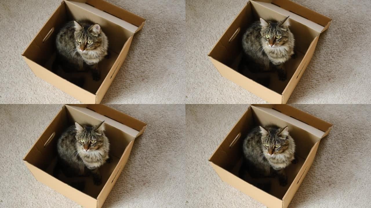 可爱的灰色虎斑猫在纸板箱在家里的地板。猫看着裂开的纸板箱。拆卸盒内的猫