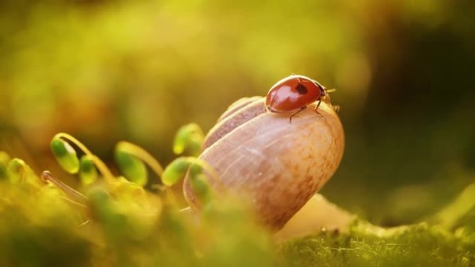 日落阳光下蜗牛和瓢虫的特写野生动物。