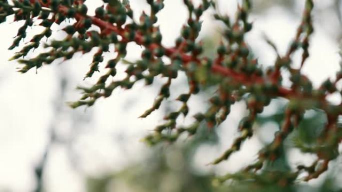 墨西哥森林中一种野生红色植物的详细照片