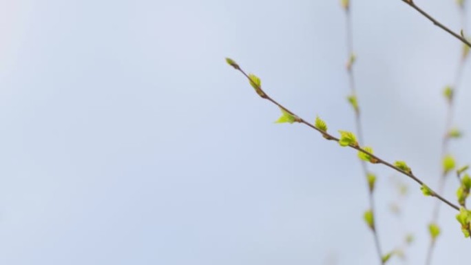 冬天过后，新鲜的桦树嫩枝被唤醒。桦木在欧洲的五月傍晚离开。选择性聚焦。