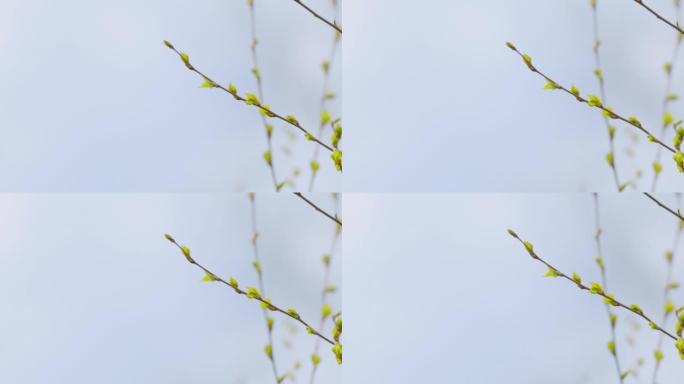 冬天过后，新鲜的桦树嫩枝被唤醒。桦木在欧洲的五月傍晚离开。选择性聚焦。