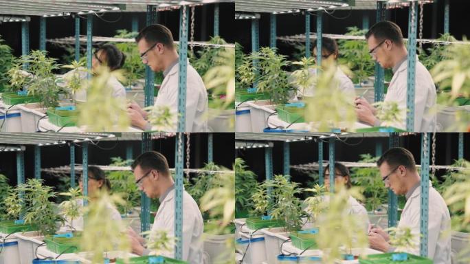 科学家检查温室中植物的生长