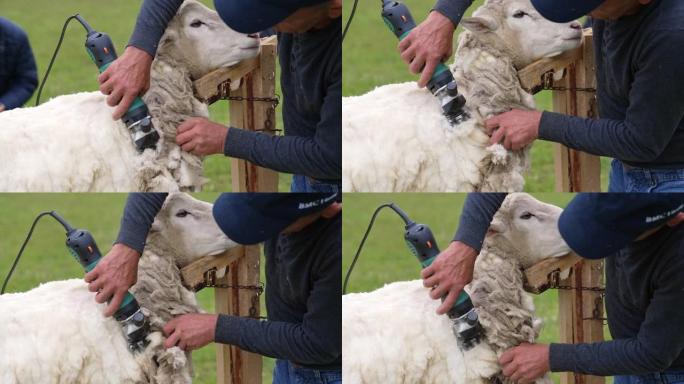 在农场工作的采煤机羊。剪除羊毛的剪切过程。羊毛被农民剪掉。特写。