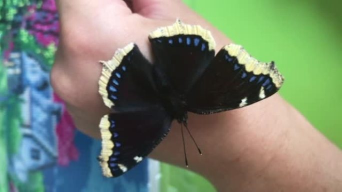 女人手上的一只哀蝶。它坐在女人的手臂上，拍打着翅膀。慢动作。特写。