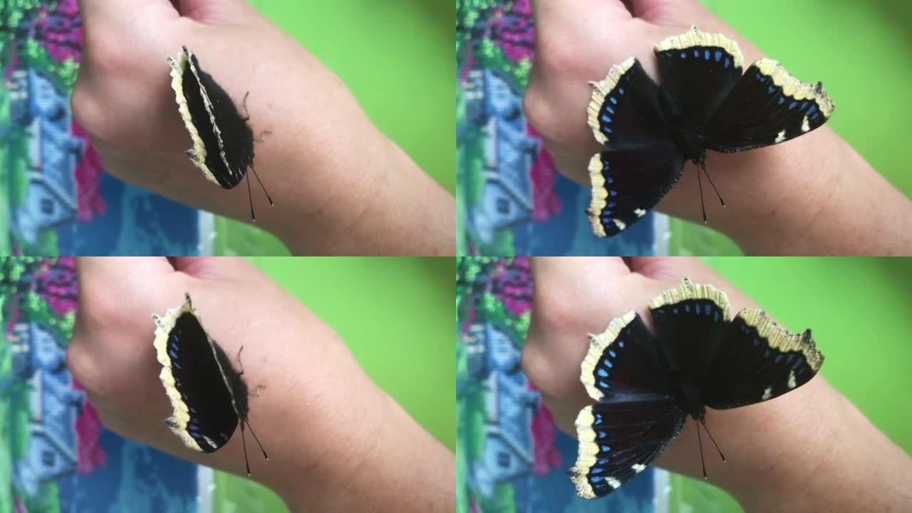 女人手上的一只哀蝶。它坐在女人的手臂上，拍打着翅膀。慢动作。特写。