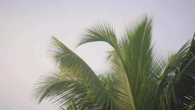 棕榈树在坚实的天空上的细节拍摄