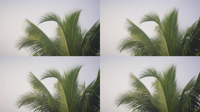 棕榈树在坚实的天空上的细节拍摄