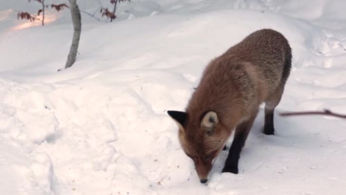 饿山野红狐狸在雪7