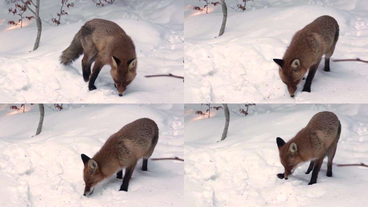 饿山野红狐狸在雪7