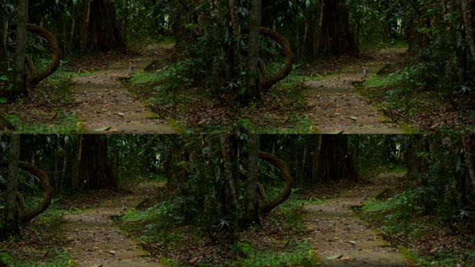 野生动物和自然资源拍摄了一只猴子在婆罗洲丛林中独自行走的电影镜头