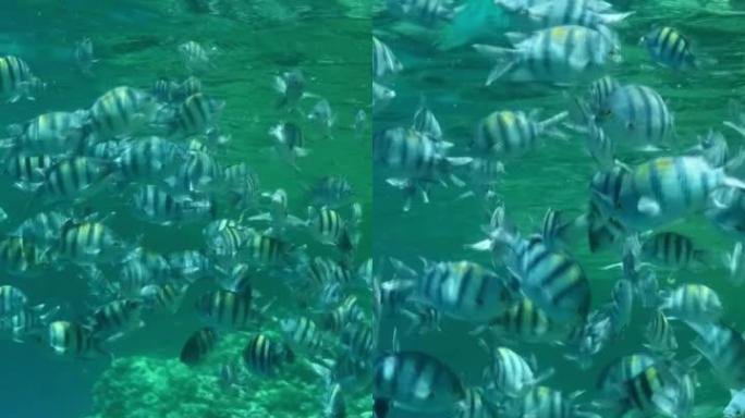 垂直视频: 各种物种的热带鱼在富含浮游生物的地表水中觅食。视觉上可分辨的浮游生物丰富的水层 (罕见现