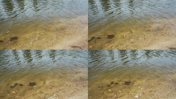 河里的小鱼，在贝壳附近觅食。透明水，沙底。特写