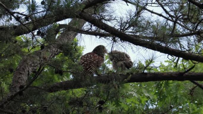 猫头鹰宝宝和妈妈在准备时在树枝上失去平衡