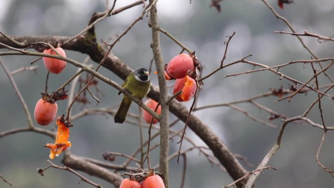 领雀嘴鹎鸟吃柿子视频素材