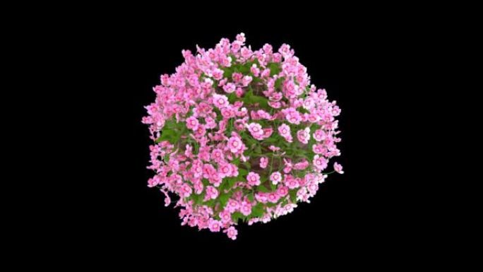 旋转3D小星球，粉色花朵，阿尔法哑光环