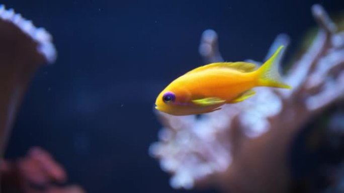 一条金色的小鱼在鱼的海底世界里游动。水族馆里的鱼。