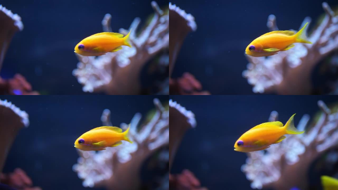 一条金色的小鱼在鱼的海底世界里游动。水族馆里的鱼。