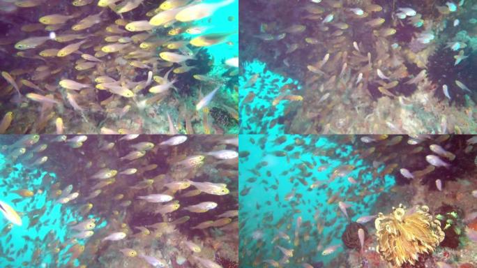 水肺潜水。有彩色鱼和珊瑚礁的海底世界。热带珊瑚礁海洋。美丽的水下景观与热带鱼和珊瑚