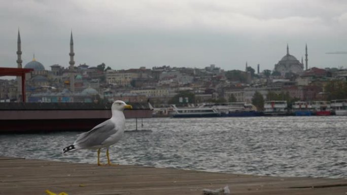 伊斯坦布尔市著名海滨长廊湾海鸥慢动作全景4k土耳其