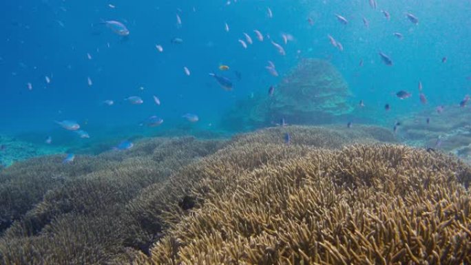 暗礁附近海洋生物的水下景观