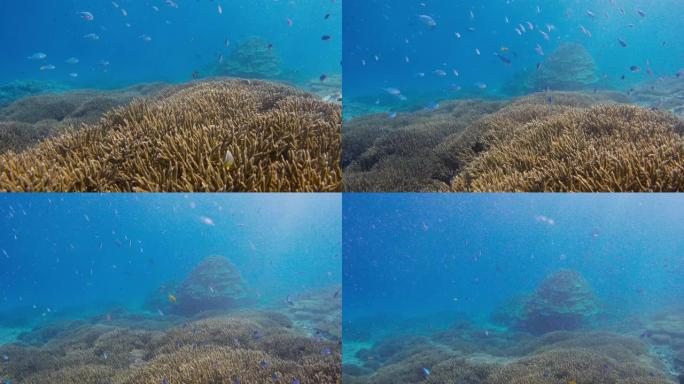 暗礁附近海洋生物的水下景观