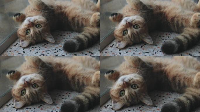 可爱的虎斑英国短发小猫躺在地板上。