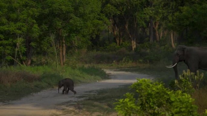一头小象和一头大雄象牙大象穿过林道