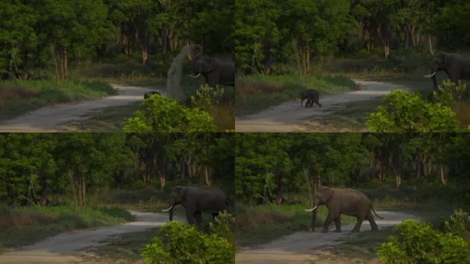 一头小象和一头大雄象牙大象穿过林道