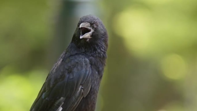 一只大嘴乌鸦的特写镜头。