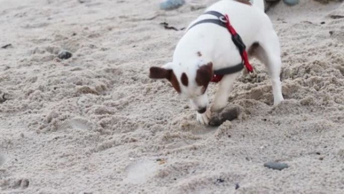 活跃的健康狗，沙滩上的宠物与海石在沙滩上玩耍，快乐的杰克罗素梗