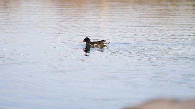 Gallinula chloropus黑鸟与红色的喙在湖中游泳并寻找食物，4k镜头慢动作。