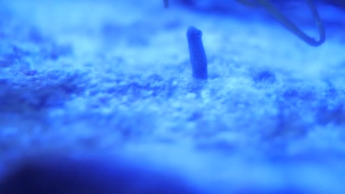 从海洋洞中移出的斑点花园鳗鱼