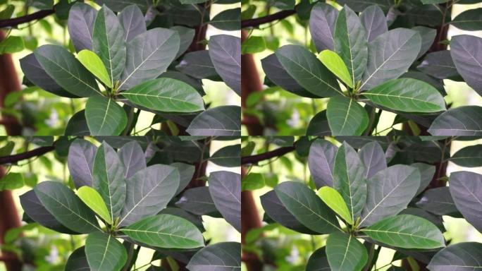 绿色杰克果叶与自然背景。杰克果 (也称为杰克树，Artocarpus heterophyllus，n