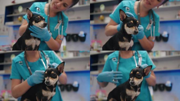 兽医医生正在诊所检查小黑狗，兽医预约有趣的小狗
